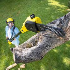 How Our Tree Care Process Works  in  Wellington, FL