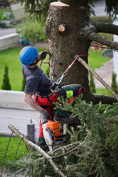 Reliable Wellington, FL Tree Removal Solutions